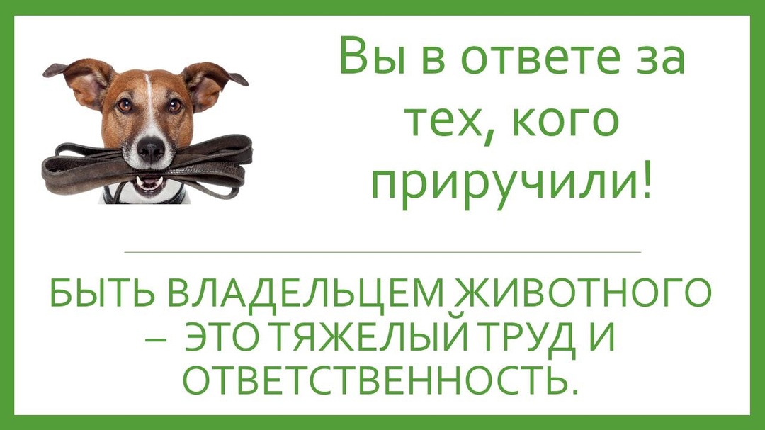 Об ответственном обращении с животными.