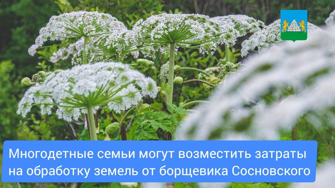 Многодетные семьи могут возместить затраты на обработку земель от борщевика Сосновского..