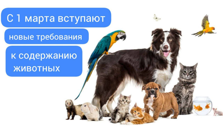 Требования к содержанию животных в местах, используемых для торговли животными. Требования к содержанию животных в местах, используемых для торговли животными.